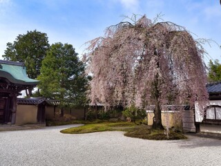 高台寺の枝垂れ桜
