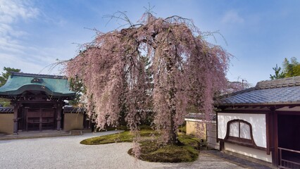 高台寺の枝垂れ桜