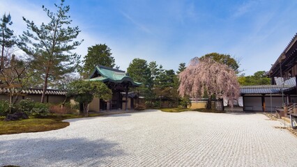 Fototapeta na wymiar 高台寺の枝垂れ桜