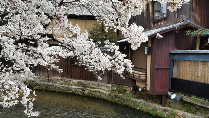 祇園白川と桜