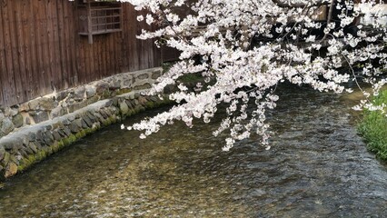 祇園白川と桜