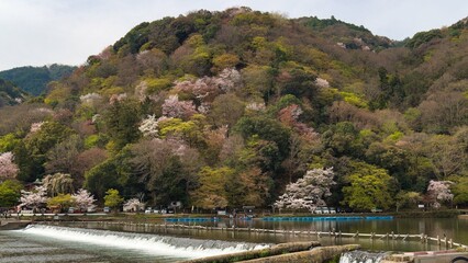 嵐山の桜