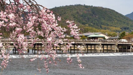 Cherry Blossoms at Togetsukyo Bridge in Kyoto