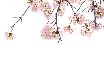白い背景に映える桜