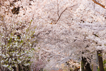 桜_春