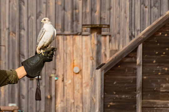 Falco biarmicus, Lanner falcon, sitting on a glove on a sunny spring day