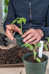 Tomaten pikieren, Tomaten anbauen, Anzucht von Tomatenpflanzen