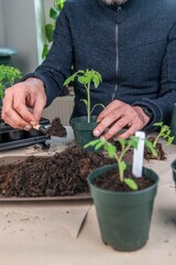 Tomaten pikieren, Tomaten anbauen, Anzucht von Tomatenpflanzen