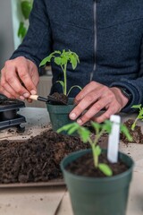 Tomaten pikieren, Tomaten anbauen, Anzucht von Tomatenpflanzen