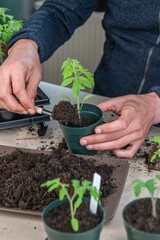 Tomaten pikieren, Tomaten anbauen, Anzucht von Tomatenpflanzen