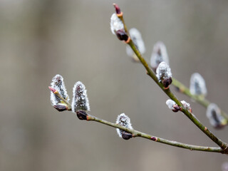 Spring. the first fluffy buds swell and bloom.