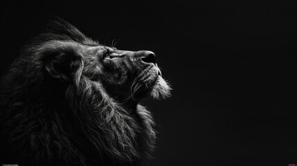   A black-and-white image of a lion with its head turned sideways, gazing up at the sky - obrazy, fototapety, plakaty