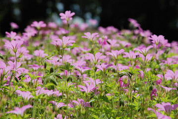 Fototapeta premium meadow with lots of small pink flowers and fresh green grass