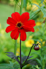 single red flower with a black center and an additional bud