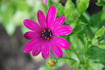 Obraz premium closeup of a pink cosmos flower on a colorful fresh meadow