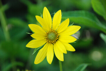closeup of a yellow flower with green leaves in the background and a green center