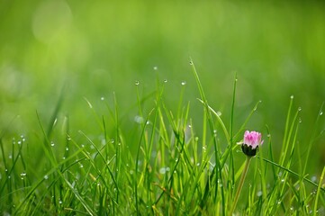 Daisy flower. Beautiful spring background. Nature with flowers in the grass. Morning dew with...