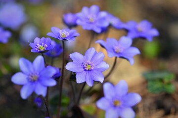 Spring flower. Beautiful blooming first small flowers in the forest. Hepatica. (Hepatica nobilis)