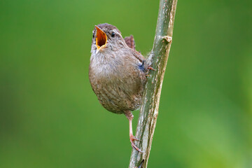 Singender Zaunkönig