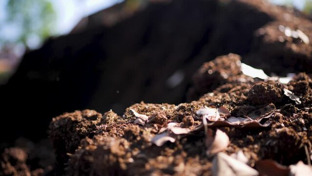 Heaps of leaves make organic compost.