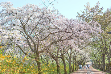 Flowers of spring, April 2024