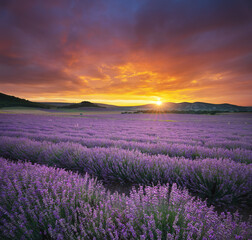 Sunset on meadow of lavender