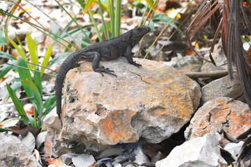 Czarny legwan na kamieniu w dżungli - iguana - obrazy, fototapety, plakaty