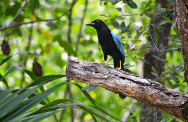 Egzotyczny niebieski ptak w dżungli w Kostaryce - obrazy, fototapety, plakaty