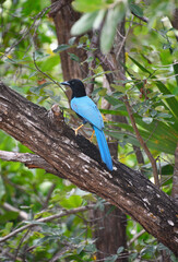Egzotyczny niebieski ptak w Kostaryce - obrazy, fototapety, plakaty
