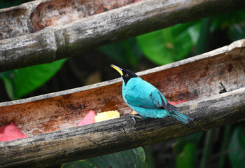 Niebieski ptak w Kostaryce - obrazy, fototapety, plakaty