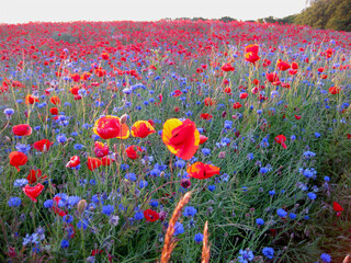 Blue cornflowers in front of poppy field and the forest in the background