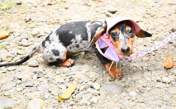 Piesek, jamnik w czapce