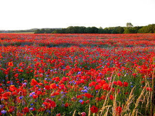 Obraz premium Poppies and cornflower on a large area and the forest in the back