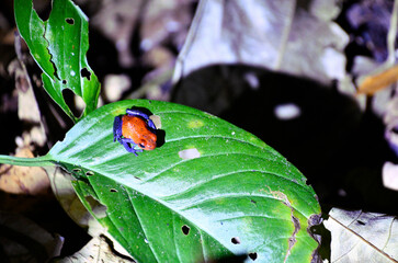 Żaba w niebieskich dżinsach - żabka w kostarykańskiej dżungli