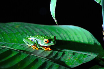 Egzotyczna trująca zielona żaba z Kostaryki