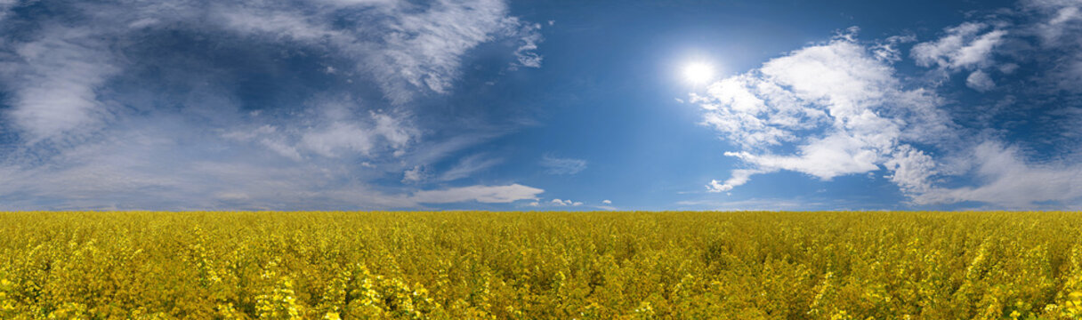 agricultural rapeseed field under a blue summer sky 360°