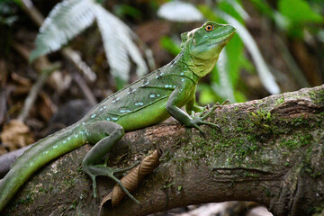 Naklejka na ściany i meble Bazyliszek - zielona jaszczurka tropikalna w lesie deszczowym - La fortuna Kostaryka