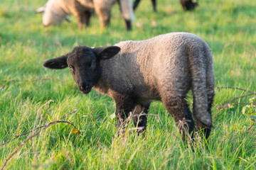 lamb sheep on green pasture