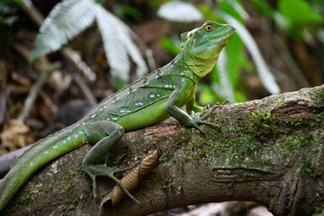 Bazyliszek - zielona jaszczurka tropikalna w lesie deszczowym  - La fortuna Kostaryka - obrazy, fototapety, plakaty