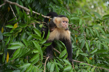 Małpka kapucynka na drzewie w dżungli