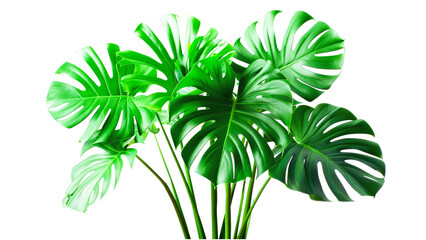 tropical green leaf isolated on white