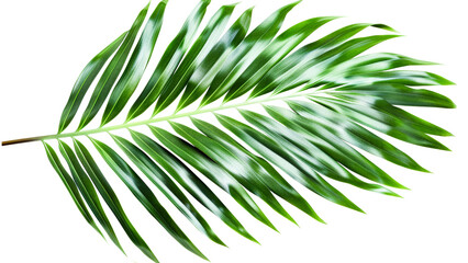 Obraz premium tropical green leaf isolated on white