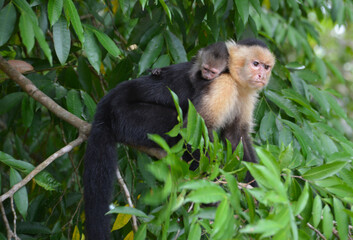 Małpa kapucynka z dzieckiem na grzbiecie w okolicy La Fortuna w Kostaryce