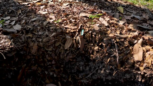 Heaps of leaves make organic compost.