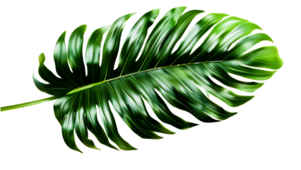 tropical green leaf isolated on white