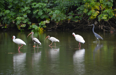 Tropikalna dżungla w Kostaryce i egzotyczne ptaki (ibis, czapla) - obrazy, fototapety, plakaty
