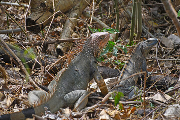 Legwan zielony i legwan czarny w kostarykańskiej dżungli - iguana w lesie tropikalnym niedaleko mostu krokodyli w Kostaryce - obrazy, fototapety, plakaty