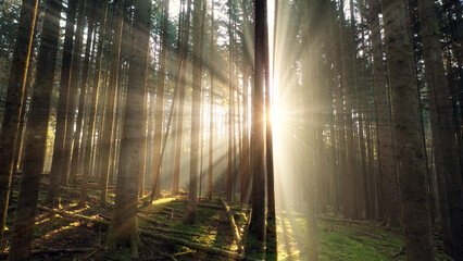 Majestic sunrise with sun beams through trees in mossy forest landscape.
- 789982170