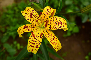 Yellow lily with burgundy spots on the petals. Lily lanceolate, or tiger, (lat. lilium lancifolium) is a species of perennial herbaceous plants of the lily family (liliaceae). Macro. Closeup.