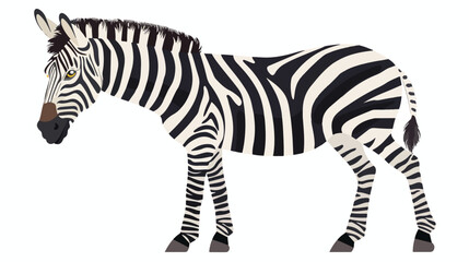 Zebra isolated on white background. Portrait of stunn